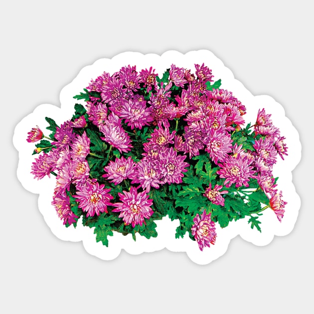 Chrysanthemums - Bouquet Magenta Mums Sticker by SusanSavad